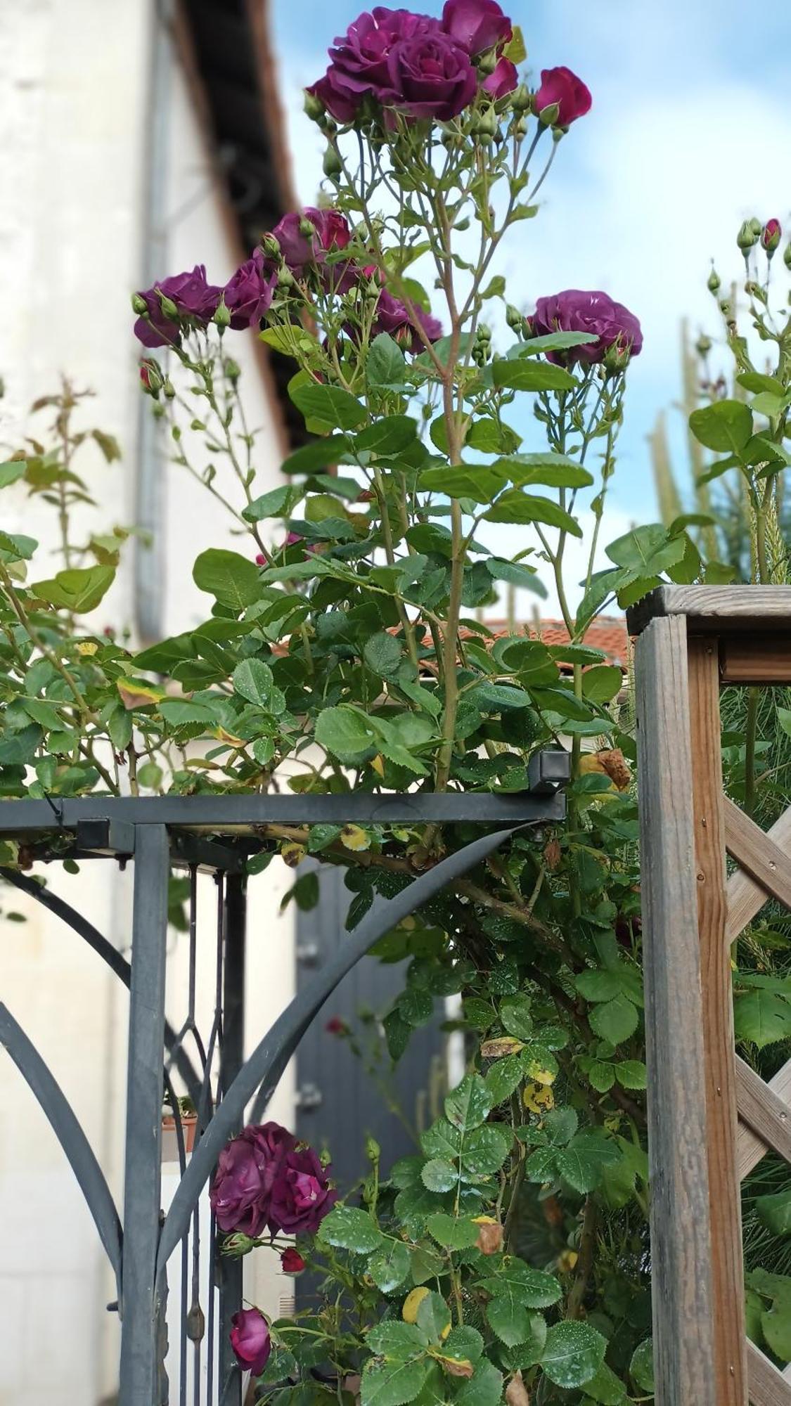 Le Clos Des Passiflores Pons Bagian luar foto